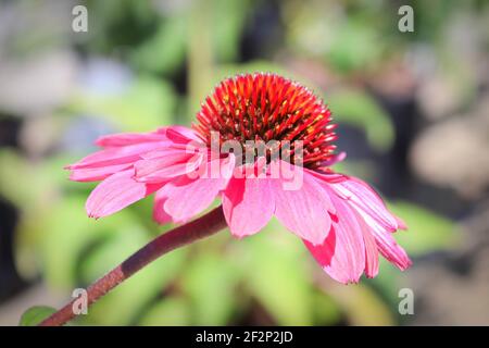 Macro di fiori di coneflowers in piena fioritura durante l'estate successiva Foto Stock