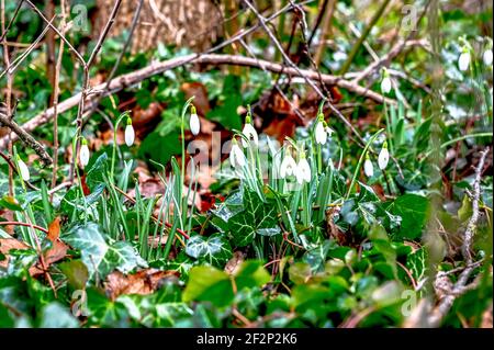 Le gocce di neve iniziano a crescere in primavera Foto Stock