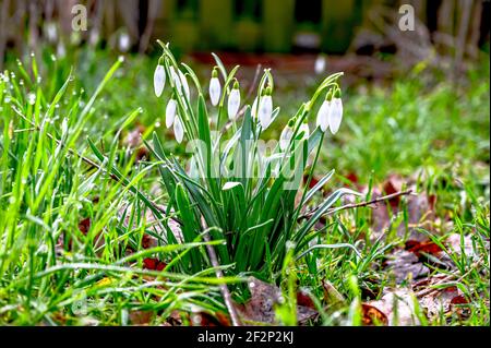 Le gocce di neve iniziano a crescere in primavera Foto Stock