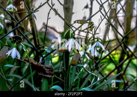 Le gocce di neve iniziano a crescere in primavera Foto Stock