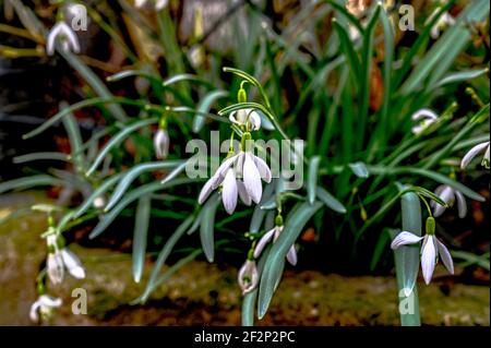 Le gocce di neve iniziano a crescere in primavera Foto Stock