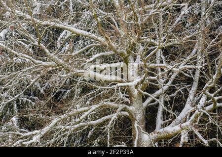Vecchia quercia in inverno, Hessen, Germania Foto Stock