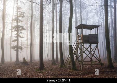 Sedile alto nella faggeta in nebbia, dicembre, Spessart, Baviera, Germania Foto Stock