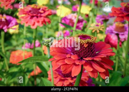 Molti fiori di zinnia (Zinnia elegans) in giardino soleggiato Foto Stock