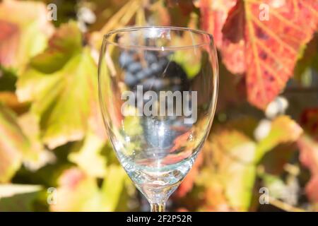 Vista attraverso un bicchiere di vino vuoto sulle uve del vigneto. Foto Stock