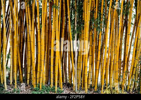 Tronchi di bambù che crescono nella terra. Struttura di parete di bambù. Tronchi di bambù viventi con foglie. Foto Stock