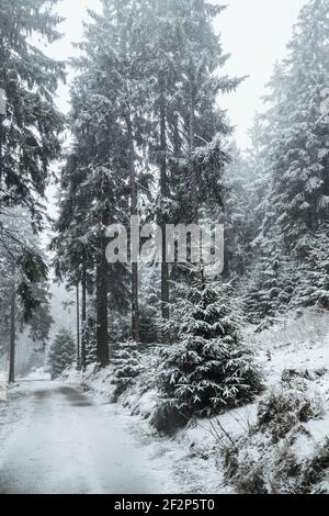 Passeggiata invernale sul piccolo Feldberg nel Taunus Foto Stock