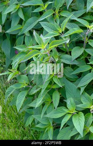 Salvia rutilans (salvia rutilans) Foto Stock