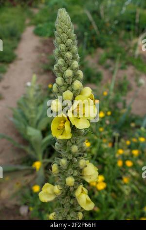 Mulleina (Verbascum thapsus) in fiore Foto Stock