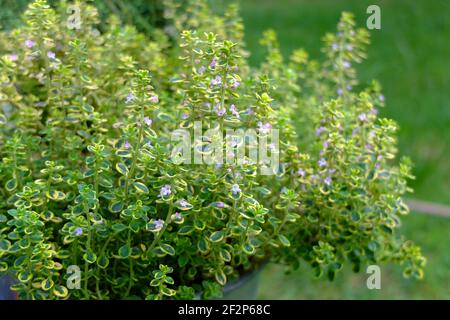 Timo di limone giallo "Golden Dwarf" (Thymus citriodorus) Foto Stock