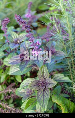 Arbusto africano basilico 'African Blue' (Ocimum x africanum) con fiore Foto Stock