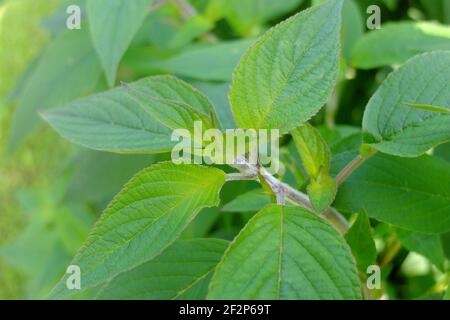 Ananas salvia (Salvia rutilans) Foto Stock