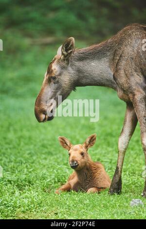 Alci europei, alces alces alces, vitello, Baviera, Germania, Europa Foto Stock