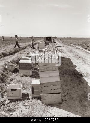 Raccolta di piselli. Agricoltura industrializzata su larga scala su Sinclair Ranch. Imperial Valley, California. Febbraio 1939. . Fotografia di Dorothea Lange. Foto Stock