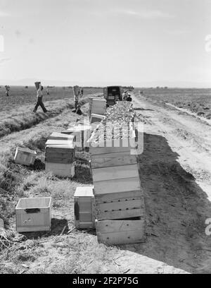 Raccolta di piselli. Agricoltura industrializzata su larga scala su Sinclair Ranch. Imperial Valley, California. Febbraio 1939. . Fotografia di Dorothea Lange. Foto Stock