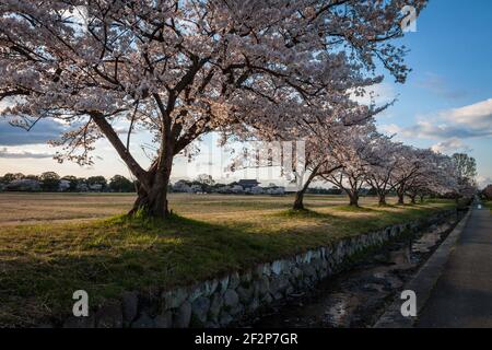 Una lunga fila di ciliegi giapponesi Sakura in fiore nel Palazzo Heijo, sito dell'ex Palazzo Imperiale di Nara, in Giappone Foto Stock