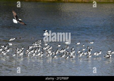 Flock of Pied Avocets (Recurvirostra avosetta) che si trova a Woodbridge Island, Città del Capo, Sud Africa. Foto Stock