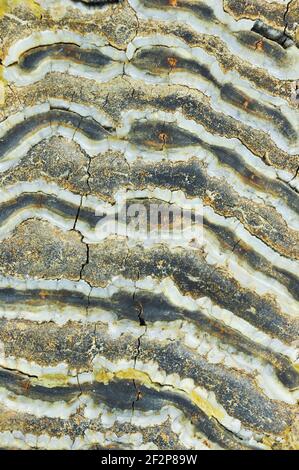 Consistenza del dente di mammut. Vista in primo piano. Foto Stock