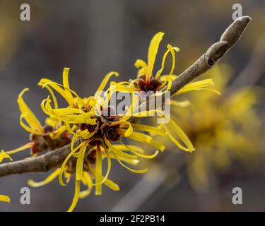 Hammamelis mollis Jermyns Gold, comune;y conosciuto come nocciolo di strega Foto Stock