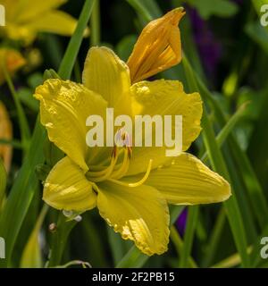 Hemerocallis Green Flutter al confine soleggiato Foto Stock