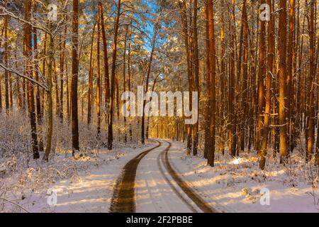 Strada forestale in inverno con molta neve, vicoli di auto nella neve, il sole splende attraverso le cime degli alberi, pini e alberi decidui ai margini della strada Foto Stock