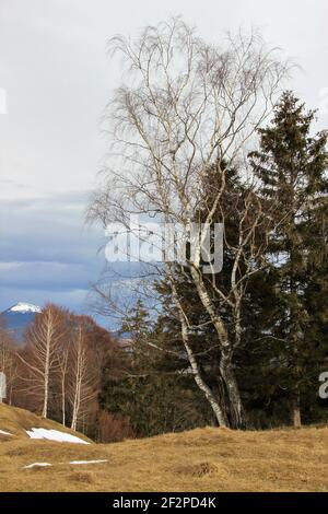 Winterstimmung bei Mittenwald, Deutschland, Bayern, Oberbayern, Isartal, Foto Stock