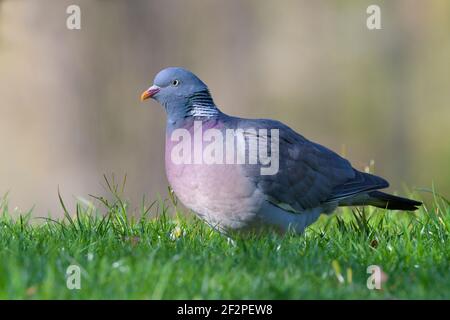 Piccione di legno alla ricerca di cibo in un prato, marzo, Assia, Germania Foto Stock