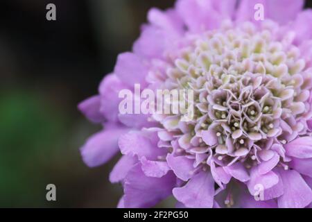 Macro vista del delicato centro su un cuscino rosa Foto Stock