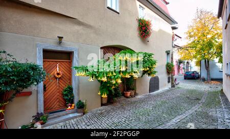 Facciata casa, decorazioni floreali, vicolo, autunno, centro storico, Sulzfeld am Main, distretto di Kitzingen, bassa Franconia, Franconia, Baviera, Germania Foto Stock