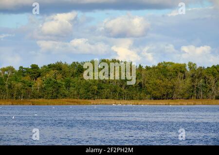 Atmosfera leggera in serata a Barhöft con vista sull'isola di Bock nel Parco Nazionale Vorpommersche Boddenlandschaft, Meclemburgo-Vorpommern, Germania Foto Stock