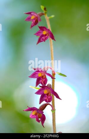 Stendelwurz marrone-rosso, Stendelwurz rosso-marrone, Braunroter sitter, Epipelactis atrorubens Foto Stock