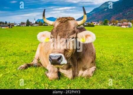 Mucca, Allgäu Braunvieh, sul pascolo, prati di Loretto, nei pressi di Oberstdorf, Allgäu, Baviera, Germania, Europa Foto Stock