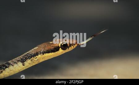 il serpente bronzeback di daudin (tristis dendrelaphis) è un serpente di albero leggermente venoso dell'asia tropicale Foto Stock
