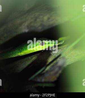 vista ravvicinata di uno splendido ma venoso serpente di frusta dal naso lungo o di un serpente di vite verde dello sri lanka (ahaetulla nasuta), foresta pluviale tropicale in india Foto Stock