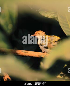 un comune sarto (ortotomus sutorius) sta perching su un ramo Foto Stock