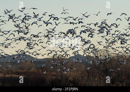 Un gregge di oche della neve si solleva da uno stagno di mattina presto sul Bosque del Apache National Wildlife Refuge, New Mexico. Le montagne di San Pascual Foto Stock