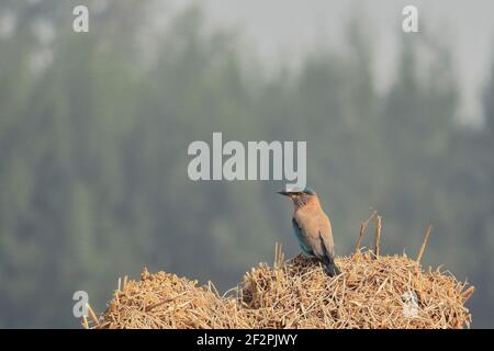 un uccello indiano a rulli (coracias benghalensis) è seduto su un pagliaio Foto Stock