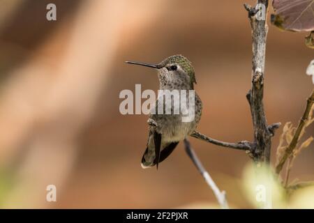 Una donna Anna Hummingbird, Calypte anna, arroccata su un arto nella voliera presso l'Arizona Sonoran Desert Museum vicino a Tucson, Arizona. Foto Stock