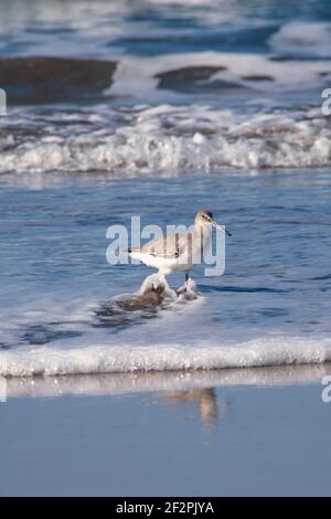 A Willet, Tringa semipalmata, foraggio sulla spiaggia di Mazatlan, Messico. Foto Stock