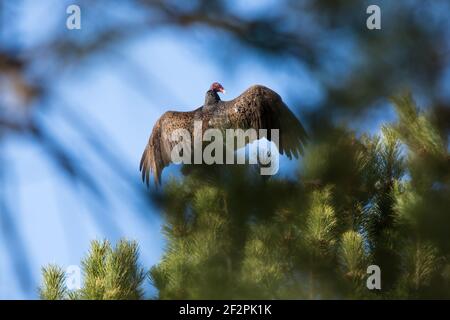 Un avvoltoio tacchino, Cathartes aura, diffonde le sue ali mentre è appollaiato in un albero di pino. Gli avvoltoi della Turchia spaziano dal Canada alla punta meridionale del Sud Amer Foto Stock