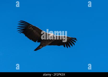 Un condor andino immaturo, Vultur gryphus, che sorvola il Parco Nazionale Los Glaciares vicino El Chalten, Argentina. Un sito patrimonio mondiale dell'UNESCO nel P. Foto Stock