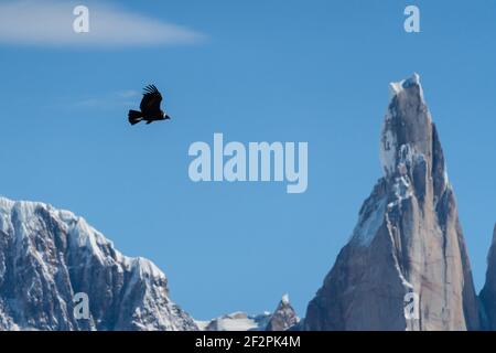 Un condor andino femminile, Vultur gryphus, che sorvola il Parco Nazionale Los Glaciares vicino El Chalten, Argentina. Patrimonio dell'umanità dell'UNESCO nel Pata Foto Stock