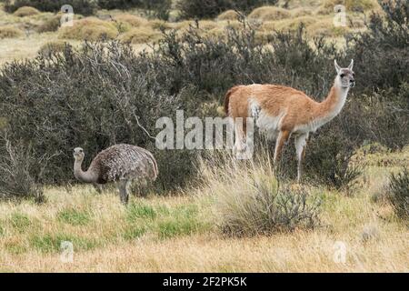 Darwin's Rhea o la Lesser Rhea, Rhea pennata, e un guanaco, lama guanicoe, insieme nel Parco Nazionale Torres del Paine in Cile. Entrambi gli animali sono un Foto Stock