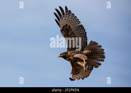 Un falco dalla coda rossa, Buteo jamaicensis, in volo al rifugio naturale nazionale del lago Grays in Idaho. Foto Stock