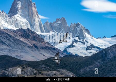 Un condor andino maschile e femminile, Vultur gryphus, che sorvola il Parco Nazionale Los Glaciares vicino El Chalten, Argentina. Patrimonio dell'umanità dell'UNESCO Foto Stock