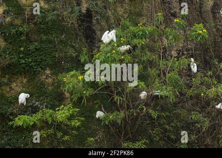 Un gregge di bestiame selvatico, Busulcus ibis, nidifica tra gli alberi su una scogliera di pietra calcarea sui terreni dello zoo nazionale della Repubblica Dominicana a Santo Doming Foto Stock