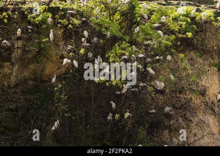 Un gregge di bestiame selvatico, Busulcus ibis, nidifica tra gli alberi su una scogliera di pietra calcarea sui terreni dello zoo nazionale della Repubblica Dominicana a Santo Doming Foto Stock