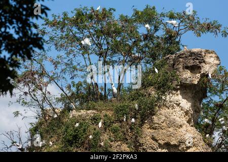 Un gregge misto di bestiame selvatico, Egrets, Bubulcus ibis e Great Egrets, Ardea Alba, nidificano tra alberi su una scogliera di pietra calcarea sui terreni della Repubblica Dominicana Foto Stock