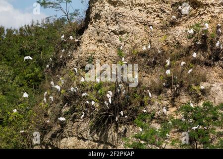 Un gregge di bestiame selvatico, Busulcus ibis, nidifica tra gli alberi su una scogliera di pietra calcarea sui terreni dello zoo nazionale della Repubblica Dominicana a Santo Doming Foto Stock