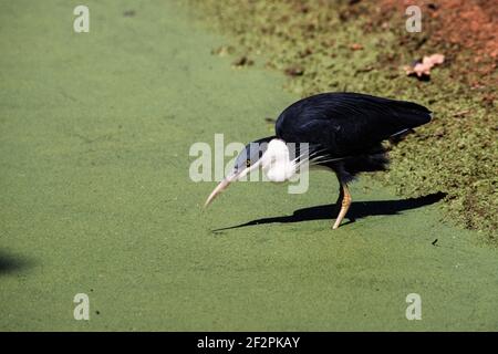 Il Ped Heron si trova sulle coste settentrionali dell'Australia e sulle coste meridionali della Nuova Guinea. Mangiano rane, pesci, granchi e altri piccoli ani acquatici Foto Stock